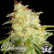 Delicious Seeds Critical Yumbolt